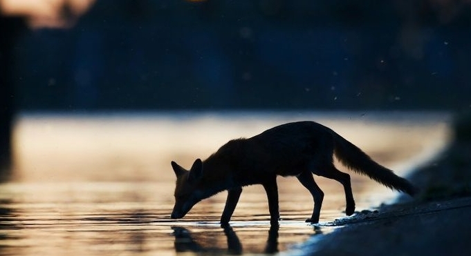 Handout photo from Wild Wonders of Europe shows an urban fox (Vulpes vulpes) drinking water in the sunset in an industrial part of London. AFP