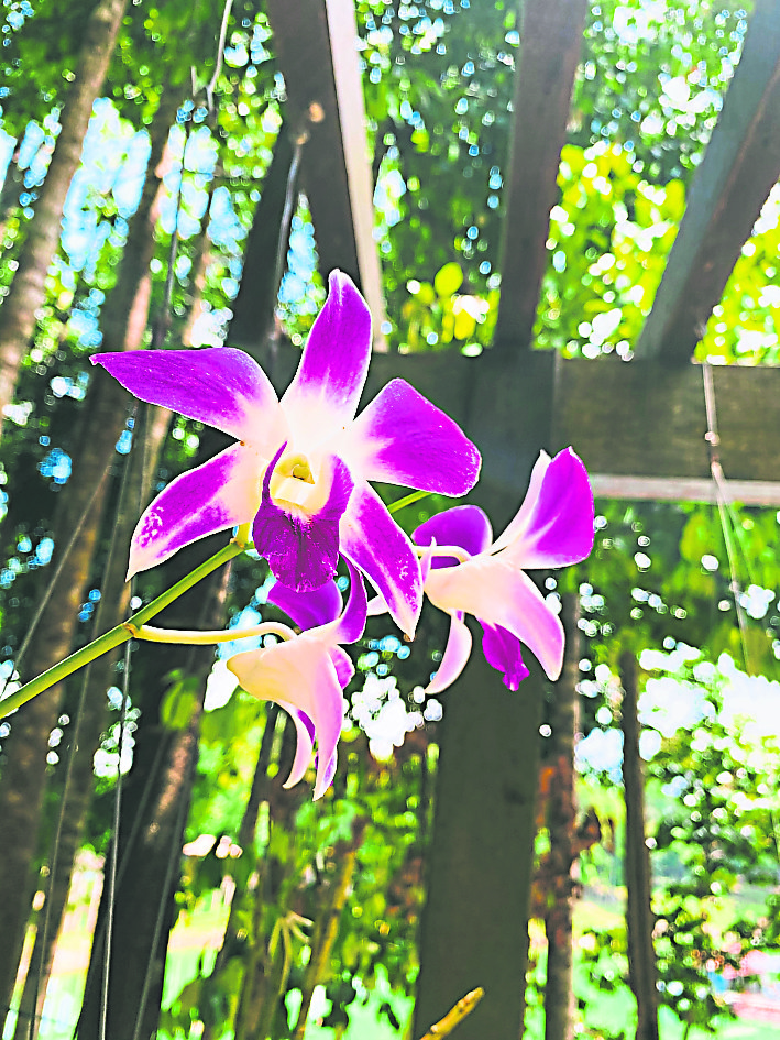 肯逸湖的胡姬花主题公园种植着不同品种的胡姬花，目前正值开花季节，游客可看到娇艳的胡姬花。