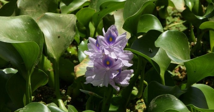 The water hyacinth is an invasive plant that has ravaged ecosystems across the world, from Sri Lanka to Nigeria. AFP