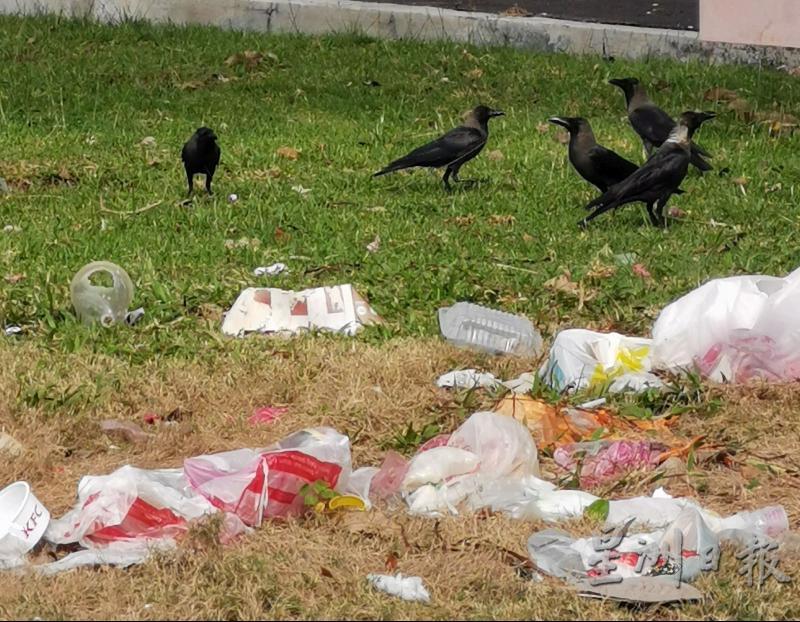 食物垃圾丢满地，招惹乌鸦来觅食。