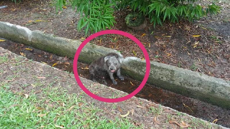 狠心饲主将狗丢弃在丹绒亚路橄榄球场沟渠。