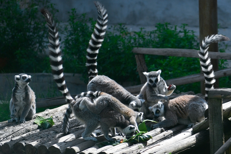 在青海省西宁野生动物园，一群环尾狐猴在享用小朋友们包的粽子。（新华社照片）   

