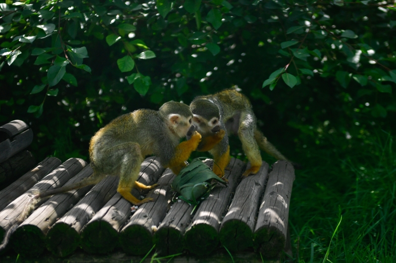 青海省西宁野生动物园在端午节组织小朋友们为动物园内的灵长类动物包粽子，两只松鼠猴在享用小朋友们包的粽子。（新华社照片）