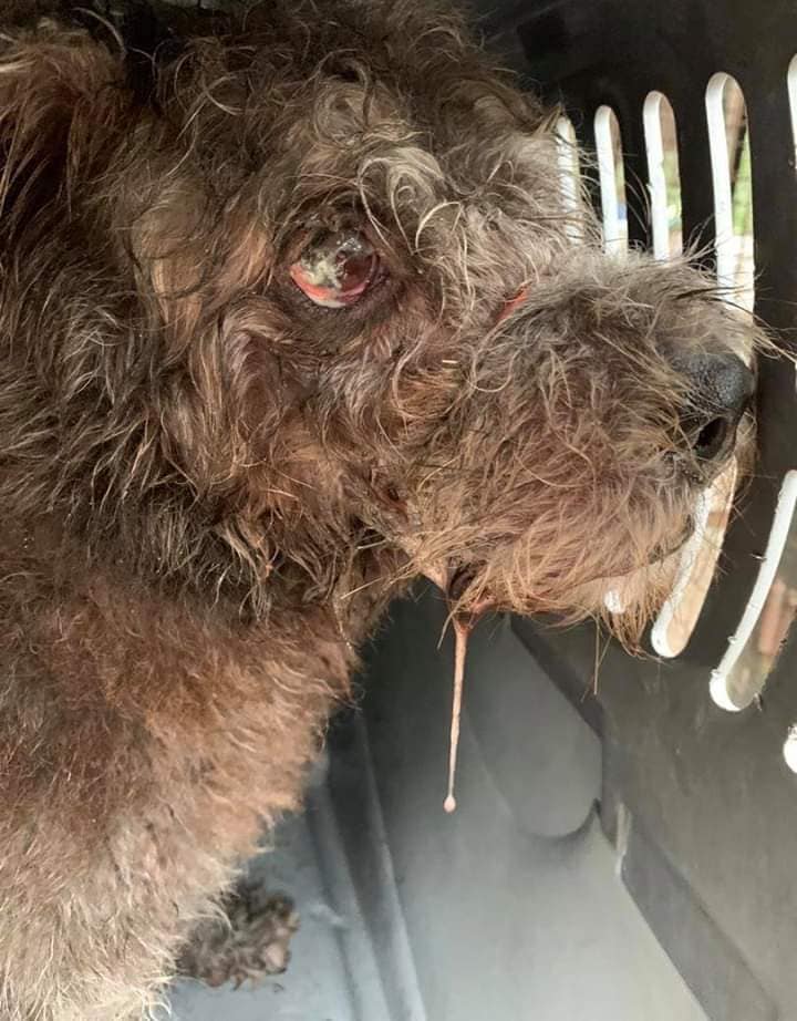 公狗“橄榄球”的眼睛因受到感染泛红，还被确诊感染心丝虫、片状边虫、艾利希体等疾病，目前正在接受治疗。