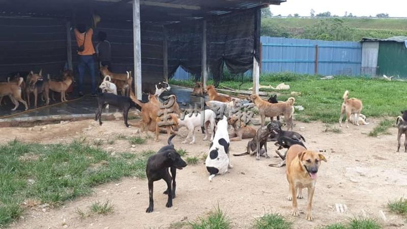流浪狗收容所内有逾1300只流浪狗，面对拥挤和资金问题。