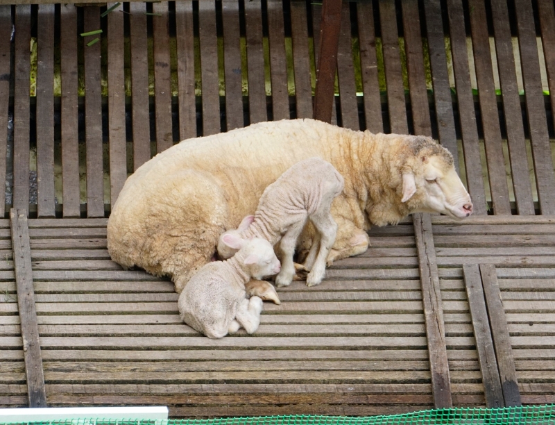 羊羔都会留在母羊的身边以母乳喂养。