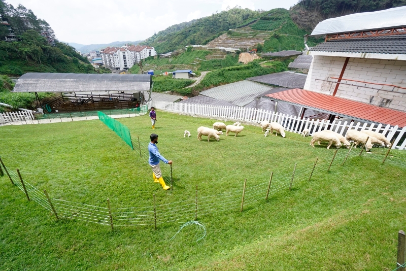 羊群经常都会被放到草地上溜达吃草。