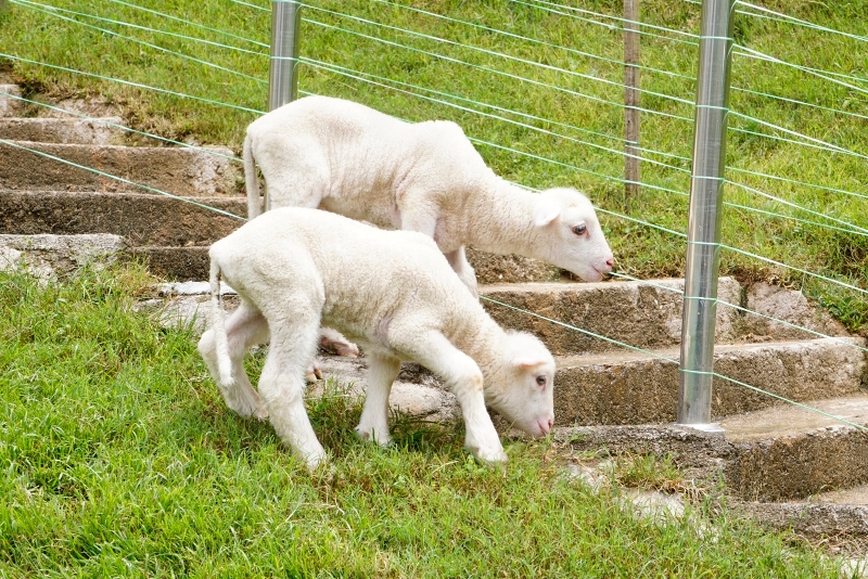 为了确保卫生，羊羔的尾巴都会被剪掉，所以在长大后才看不见它们的尾巴。