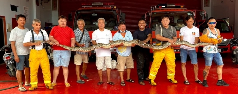 被捕捉的大蟒蛇身长5公尺，有约38公斤重。
