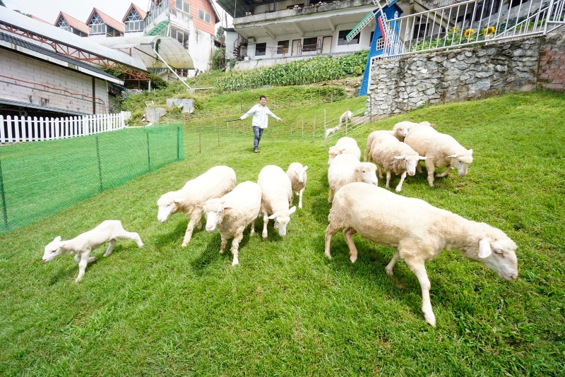 The Sheep Sanctuary目前有约19只大大小小的绵羊。