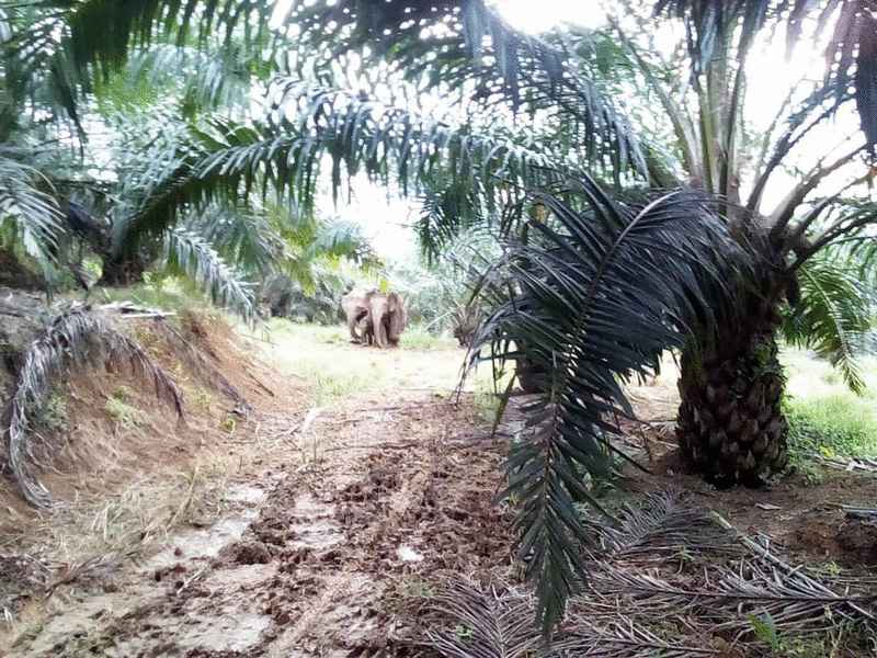 象群自今年5月闯入联土局沙哈拔垦殖区影响作物和居民。