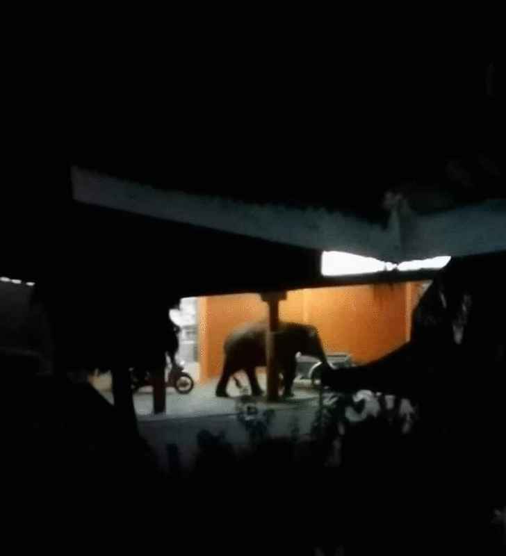 6头小矮象被发现出现沙哈拔垦殖区一商店区，引起当地垦殖民担忧。