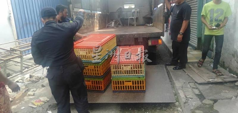 执法员把商贩违规摆卖的生鸡全部充公上车。