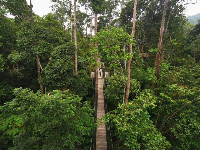大象保育村有一座600公尺长的吊桥，身处绿树环绕的自然景观，游客可享受轻松写意。