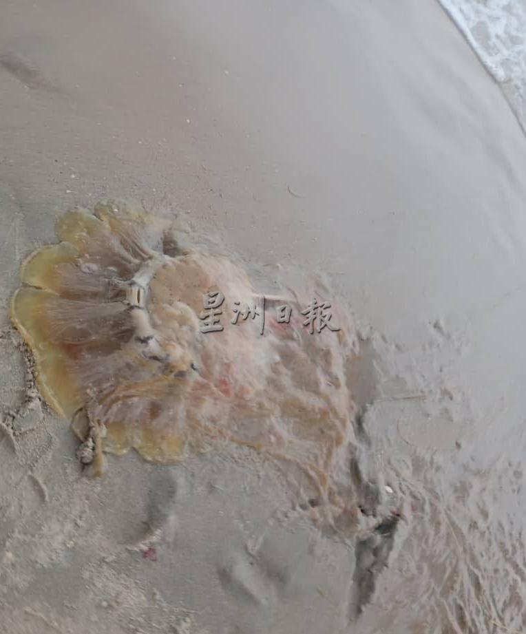 北海民防部队在清洁海滨擒获的水母 ，重约4公斤。