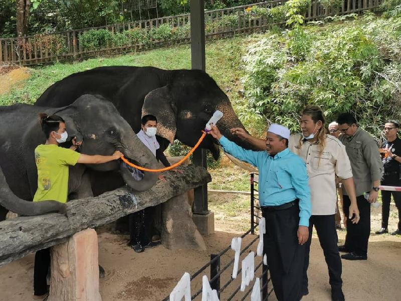 大象保育村负责人洪振洋指导阿里菲德拉曼喂小象喝奶。


