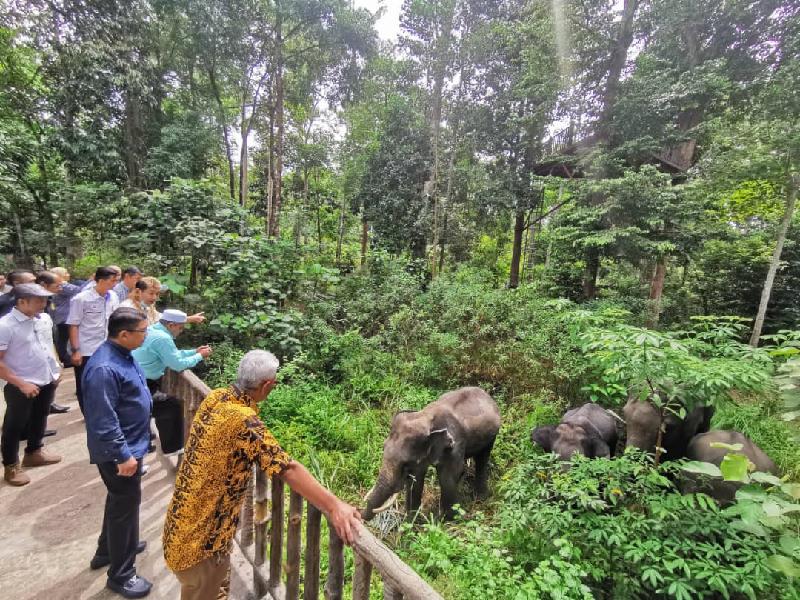 访客可近距离看到大象在树林的生活形态。