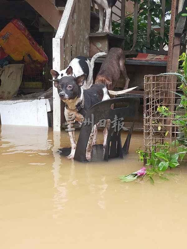 兵南邦希望收容所（Shelter Of Hope Penampang）周六遭洪水袭击，水深一度达到5尺。