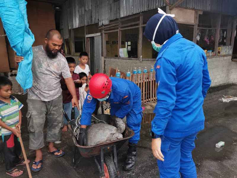 村民把受困红树林的太平洋丽龟救起后交给民防部队人员。
