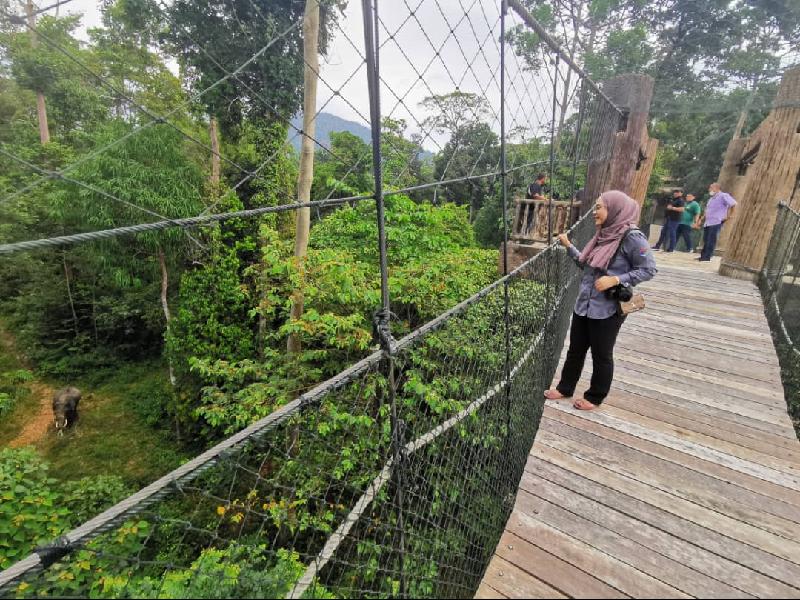 游客可从吊桥上看到大象在树林活动。
