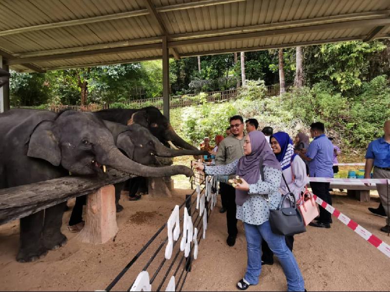  访客可以喂大象吃甘蔗，与它近距离互动。