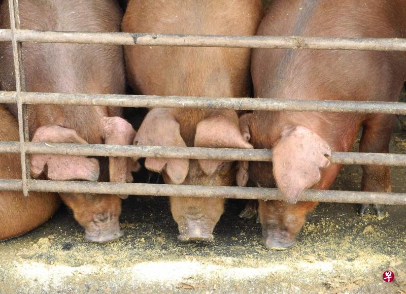 中国研究人员发现，名为G4的新型猪流感病毒具有高度传染性，可在人体细胞中复制，并在雪貂中引发比其他病毒更为严重的症状。（法新社）