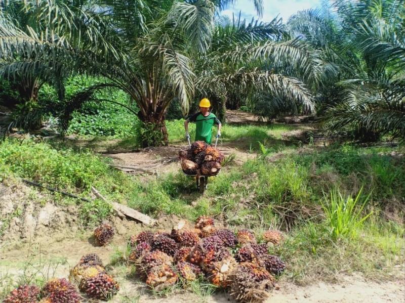 马来西亚园主协会指出，政府继续禁止种植业者聘请外劳，唯恐导致油棕果实无人收割，因为难以聘请本地人替代这项工作。