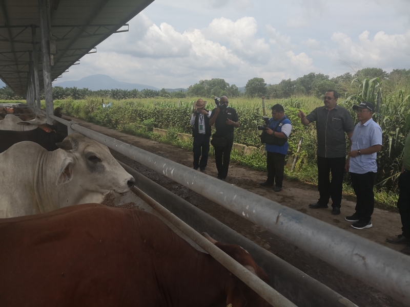 罗纳建迪（右一）聆听现代农业计划养牛业者讲解养殖过程。