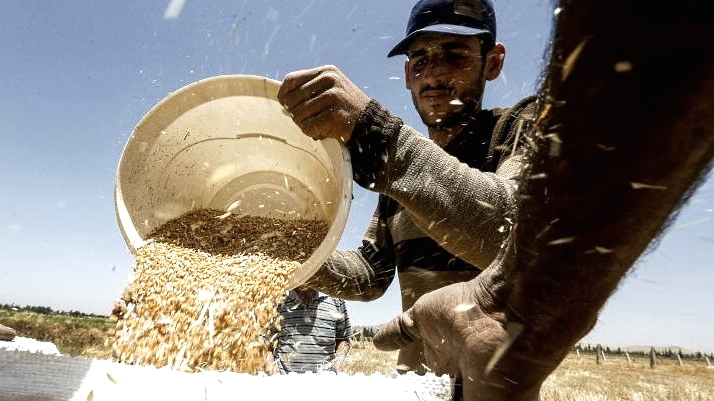 A farmer pours a bucket of wheat kernels into a sack during the harvest season south of Damascus. AFP 