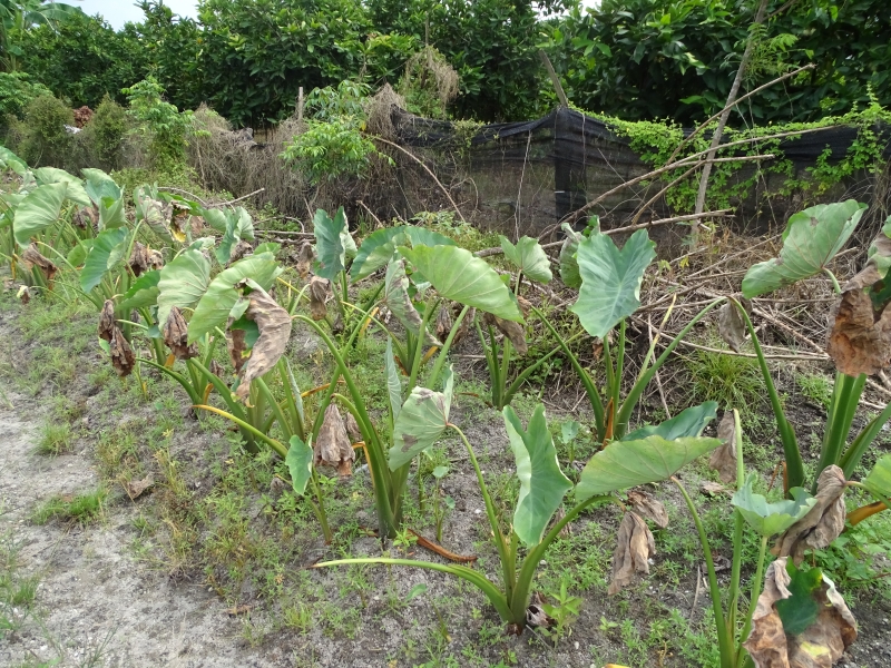 松软的黑泥无法承受高大的果树，一般只用来种植蔬菜及低矮的农作物。