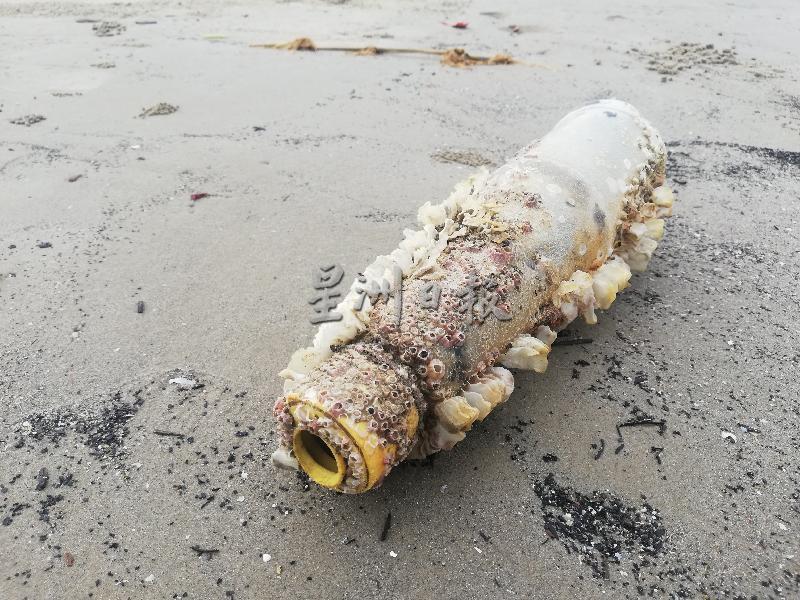 长满贝类的陈年塑料瓶被冲上岸。