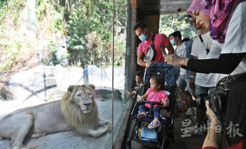 狮子坐靠在玻璃边，访客可以近距离捕捉到狮子的神采镜头。

