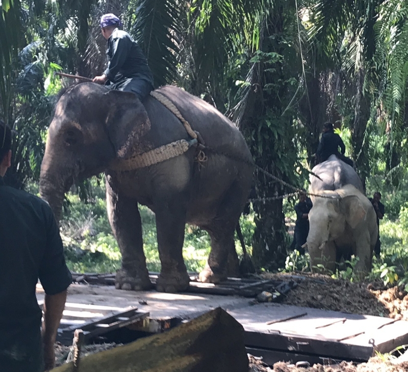 走在前头的阿博拖着野象行走，它与兰百已经参与过无数次迁移野象工作，这次任务对它们来说驾轻就熟。