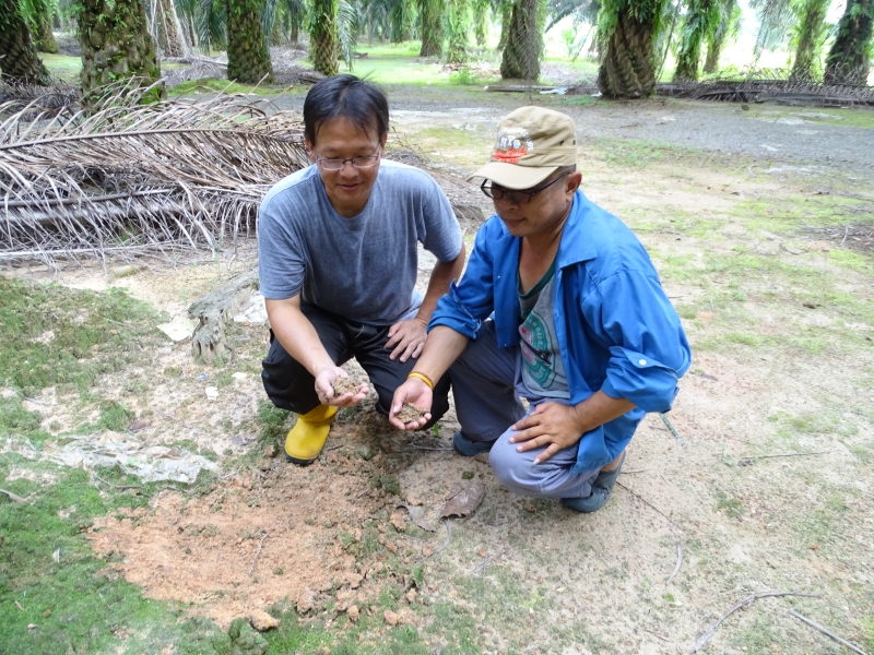 林学毅（右）与杨武利表示，红泥石的质地较硬，其它一般的果树或是蔬菜无法在红泥石上长成，因此农民一般用其来种植油棕树。
