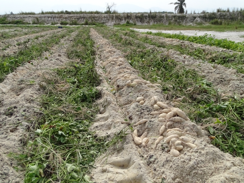 若要在沙地里保留养分，农民会将之前农作物的残留菜叶或是根部打烂，再埋入沙地中，让沙地存取些许养分，但需耗费漫长的时间进行培养。