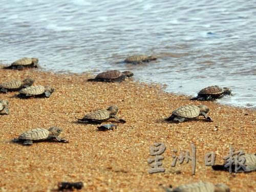 小海龟爬向大海。