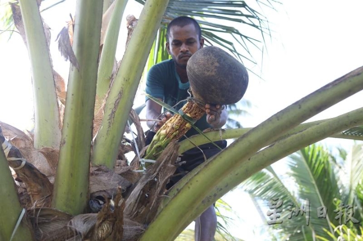 树上的椰花酒收集后，要椰叶将椰花茎紧系，再套上小陶瓮。
