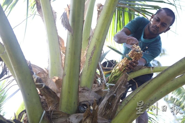 刀往椰花茎前端削，椰花汁从花茎流出来。
