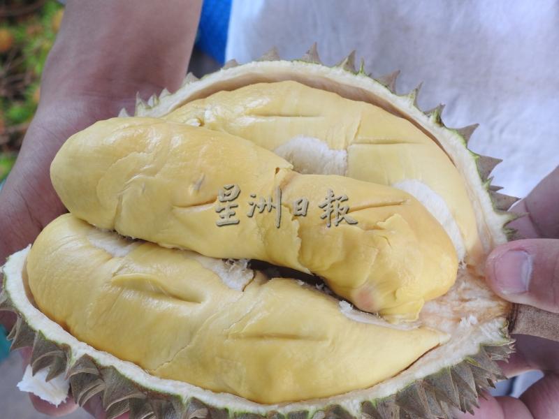 果肉大包的泰国名种“15号”。