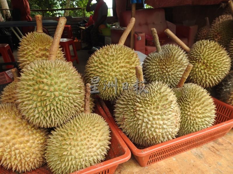 榴梿季近节尾声泰国名种开始果熟落地。