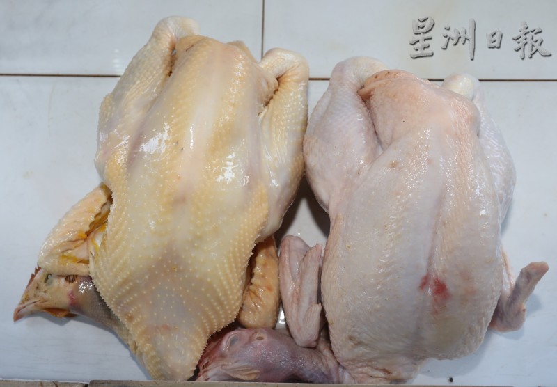 左边黄皮的是菜园鸡，白皮的是肉鸡。（图：星洲日报）