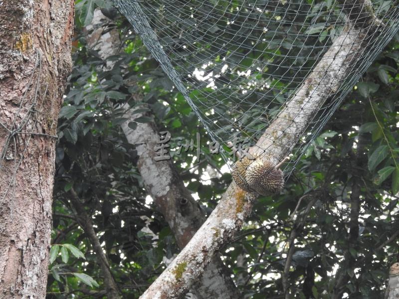 落入网中个头圆圆蒂子长长的是泰国名种“长蒂”。
