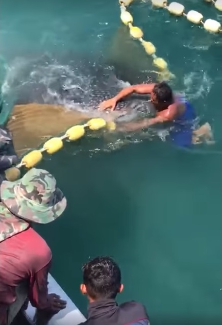 渔夫下海解救鲸鲨。