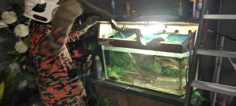 大蟒蛇藏在鱼缸顶盖处。