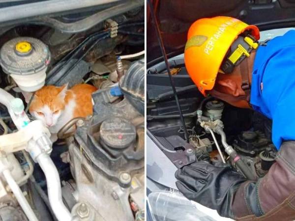 爱猫受困引擎處，主人求助民防部队解救。