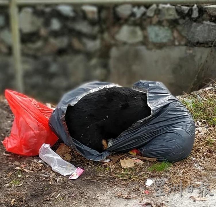 有人将死狗装在垃圾袋内，丢在10路的空地上以致腐味冲天，让村民深感不满。