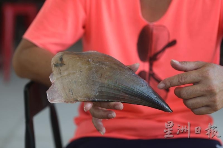 “江瑶”，潮汕人叫它“割猪刀”、“杀猪刀”，这是一种海蚌，壳略呈三角形，鲜少能在胡须港的餐桌上看见。