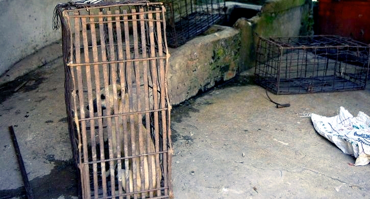 A dog sits in a cage next to a pit where the animals are drowned at a slaughterhouse. AFP