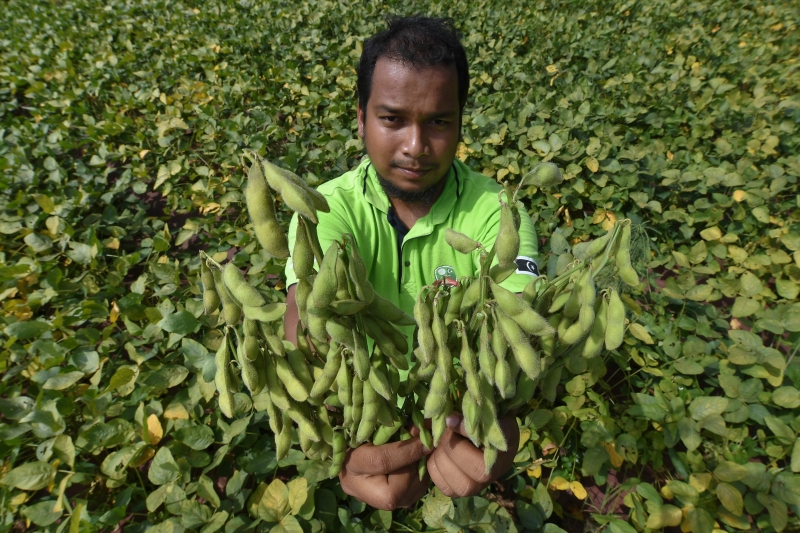 虽然种植毛豆是副业，可以为莫哈末法米带来可观的收入。