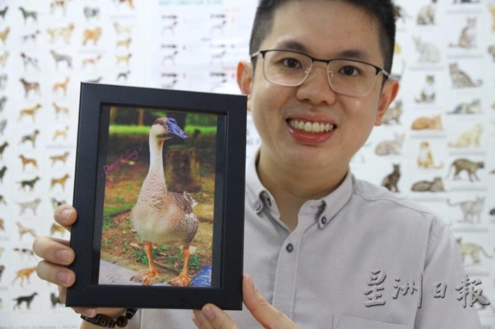 廖蔚全曾经治疗过的一只鹅，饲主还特地送他一张照片留念。